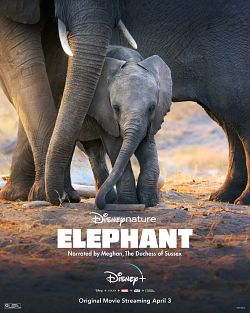 Elephant wiflix